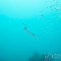 Banded Sea Krait (Laticauda Colubrina)