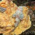 Tassled Scorpionfish (Scorpaenopsis Oxycephala)