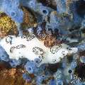 Nudibranch (Joruna funebris), photo taken in Philippines, Negros Oriental, Apo Island, Chapel Point