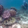 Green Sea Turtle (Chelonia Mydas)