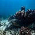 Green Sea Turtle (Chelonia Mydas)