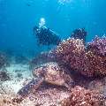 Green Sea Turtle (Chelonia Mydas)