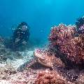 Green Sea Turtle (Chelonia Mydas)