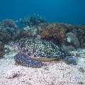 Green Sea Turtle (Chelonia Mydas)