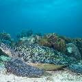 Green Sea Turtle (Chelonia Mydas)