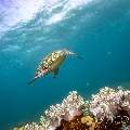 Green Sea Turtle (Chelonia Mydas)