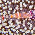 Yellow Spotted Anemone Shrimp (Ancylomenes luteomaculatus), photo taken in Philippines, Negros Oriental, Dauin, Cars