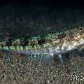 Blackblotch Lizardfish (Synodus jaculum), photo taken in Philippines, Negros Oriental, Dauin, Cars