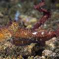 Algae Octopus (Abdopus aculeatus), photo taken in Philippines, Negros Oriental, Dauin, Secret Corner