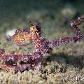 Algae Octopus (Abdopus aculeatus), photo taken in Philippines, Negros Oriental, Dauin, Secret Corner
