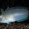 Peacock Razorfish (Iniistius Pavo)