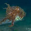 Broadclub cuttlefish (Sepia latimanus), photo taken in Philippines, Negros Oriental, Dauin, Secret Corner