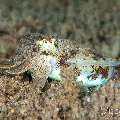 Broadclub cuttlefish (Sepia latimanus), photo taken in Philippines, Negros Oriental, Dauin, Pier South