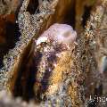 Shorthead fangblenny (Petroscirtes breviceps), photo taken in Philippines, Negros Oriental, Dauin, Pier South