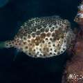 Shortnose Boxfish (Rhynchostracion nasus), photo taken in Philippines, Negros Oriental, Dauin, Basak