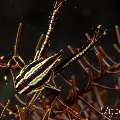 Crinoid Squatlobster (Allogalathea elegans), photo taken in Philippines, Negros Oriental, Dauin, Basak
