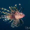 Broadbarred Firefish (Pterois Antennata)