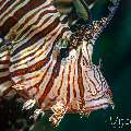 Broadbarred Firefish (Pterois Antennata)
