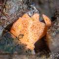 Painted Frogfish (Antennarius Pictus)