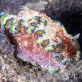Nudibranch, photo taken in Philippines, Negros Oriental, Dauin, n/a