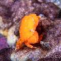 Orange Porcelain Crab (Pachycheles sp.), photo taken in Philippines, Negros Oriental, Dauin, n/a