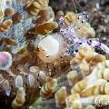 Graceful anemone shrimp (Ancylomenes venustus), photo taken in Philippines, Negros Oriental, Dauin, n/a