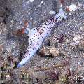 Nudibranch, photo taken in Philippines, Negros Oriental, Dauin, n/a
