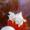 Mushroom coral shrimp (Cuapetes kororensis), photo taken in Philippines, Negros Oriental, Dauin, n/a
