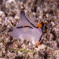 Nudibranch (Thecacera picta), photo taken in Philippines, Negros Oriental, Dauin, n/a