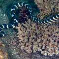 Banded Sea Krait (Laticauda colubrina), photo taken in Philippines, Negros Oriental, Dauin, n/a
