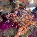 Broadbarred firefish (Pterois antennata), photo taken in Philippines, Negros Oriental, Dauin, n/a