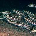 Striped Catfish (Plotosus lineatus), photo taken in Philippines, Negros Oriental, Dauin, n/a