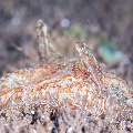 Nudibranch, photo taken in Philippines, Negros Oriental, Dauin, San Miguel