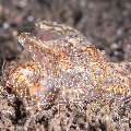 Nudibranch, photo taken in Philippines, Negros Oriental, Dauin, San Miguel