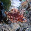 Shortfin Lionfish (Dendrochirus brachypterus), photo taken in Philippines, Negros Oriental, Dauin, San Miguel