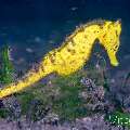 Common Sea Horse (Hippocampus kuda), photo taken in Philippines, Negros Oriental, Dauin, San Miguel