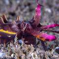 Flamboyant Cuttlefish (Metasepia pfefferi), photo taken in Philippines, Negros Oriental, Dauin, San Miguel