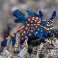 Nudibranch, photo taken in Philippines, Negros Oriental, Dauin, San Miguel