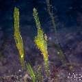 Robust Ghostpipefish (Solenostomus cyanopterus), photo taken in Philippines, Negros Oriental, Dauin, San Miguel