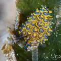 Deceptive Costasiella (Costasiella sp.), photo taken in Philippines, Negros Oriental, Dauin, San Miguel