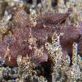 Deepwater Frogfish (Nudiantennarius subteres), photo taken in Philippines, Negros Oriental, Dauin, San Miguel