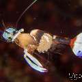 Magnificent anemone shrimp (Ancylomenes  magnificus), photo taken in Philippines, Negros Oriental, Dauin, San Miguel