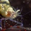 Graceful Anemone Shrimp (Ancylomenes Venustus)