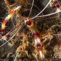 Banded Coral Shrimp (Stenopus hispidus), photo taken in Philippines, Negros Oriental, Dauin, San Miguel