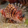 Shortfin Lionfish (Dendrochirus brachypterus), photo taken in Philippines, Negros Oriental, Dauin, San Miguel