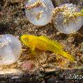 Yellow Goby (Lubricogobius exiguus), photo taken in Philippines, Negros Oriental, Dauin, San Miguel