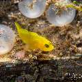 Yellow Goby (Lubricogobius exiguus), photo taken in Philippines, Negros Oriental, Dauin, San Miguel