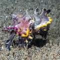 Flamboyant Cuttlefish (Metasepia pfefferi), photo taken in Philippines, Negros Oriental, Dauin, San Miguel