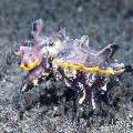 Flamboyant Cuttlefish (Metasepia pfefferi), photo taken in Philippines, Negros Oriental, Dauin, San Miguel