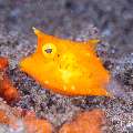 Juvenile, Thornback Cowfish (Lactoria fomasini), photo taken in Philippines, Negros Oriental, Dauin, San Miguel